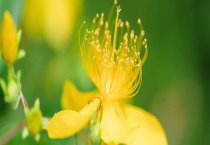 金丝桃扦插方法和时间