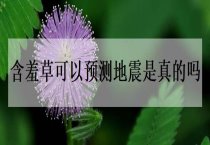 天津静海县棉花优良品种介绍