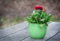 栀子花的采收与加工 栀子花的采收与加工