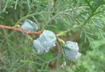 甘肃民勤县（村民李开明的致富果）