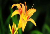 舞春花叶子发黄怎么办（叶子发黄的原因及处理多久）