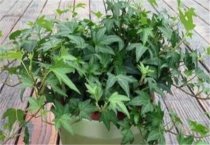 大豆优质高产栽培新技术