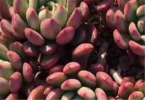 苏杂201（棉花）