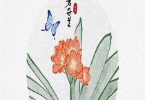 四季秋海棠栽培技术 四季秋海棠栽培技术