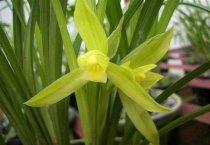 樱花中花优良品种：‘雨情垂枝’