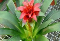 苦荬菜对孔雀的作用