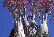 请问沙漠玫瑰怎样根部膨大