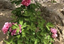果园干旱巧节水