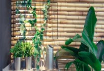 幸福树浇水的正确多久？