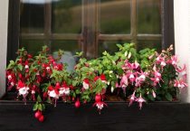 平菇栽培新技术