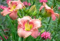 药用花卉：三七