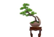 蛋鸡天然增色饲料―松叶、刺槐叶、艾叶