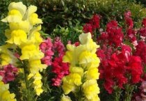 鹌鹑马立克氏病的诊断及防制