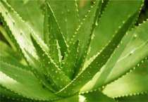 河南米庙镇（“鸡司令”带出养鸡村）