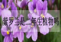 棉花种子处理过程中注意啥