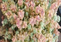 水貂花生油粕中毒的诊断治疗