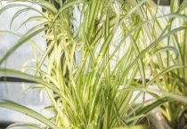 治疗后备母猪腐蹄病