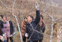 马蹄莲夏季要遮光