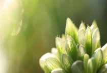 翠菊褐斑病的防治