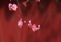 蟾蜍的饲养及繁殖