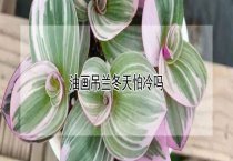 食用百合的高产栽培技术