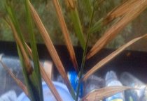 如何防治马蹄莲根腐病、细菌性软腐病、腐霉病？