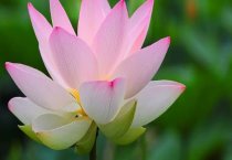 柿子的新品---日本甜柿