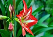 甘肃漳县（人均两亩核桃园年均收入上万元）