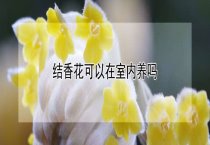 养好兰花的通风措施