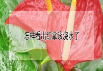 请问怎样看出红掌该浇水了
