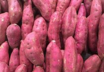 南方红豆杉种子的育苗技术