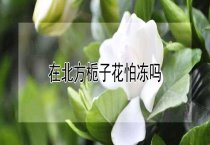 京八号常春藤种植方法