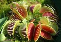 热带鱼水族箱的选择多久？