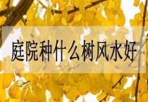 彩叶新品--金森女贞