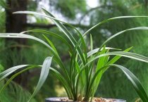 仙客来的养护管理技术