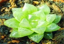 油菜重大病虫害危害特征和防治技术