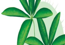 橄榄木虱、粉虱的综合防治