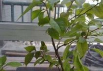 三角梅不开花怎么办？