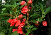 大棚怎么种植桃树（桃树的养护管理）