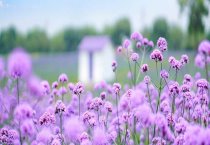 请问薰衣草怎么种