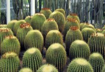 玫瑰花种植要点：时间、方法与养护管理汇总