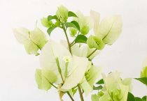 菇床冬管好有助蘑菇春丰收