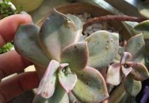 探讨蛋鸡光照新思路