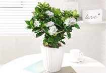 直播油菜栽培技术要点
