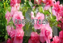 肉兔引种标准