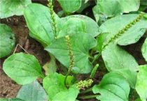 加拿大一号（大豆）