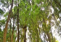 马蹄莲烂根怎么办（补救方法有哪些）