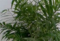 夏种芝麻怎样保全苗