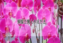 地图鱼有什么特征（如何饲养）