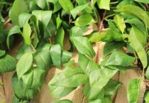 秋大豆有哪些优良品种？